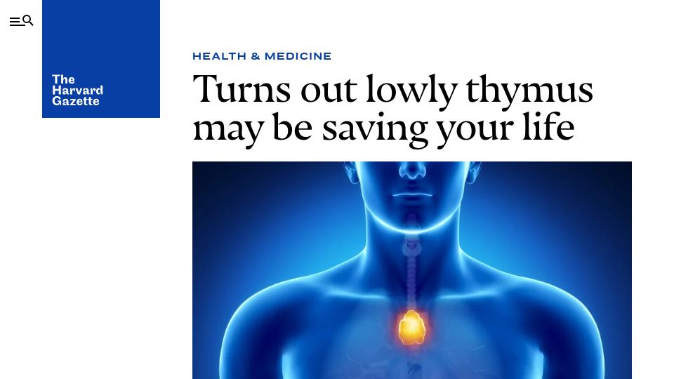 Screenshot of news.harvard.edu: Turns out lowly thymus may be saving your life