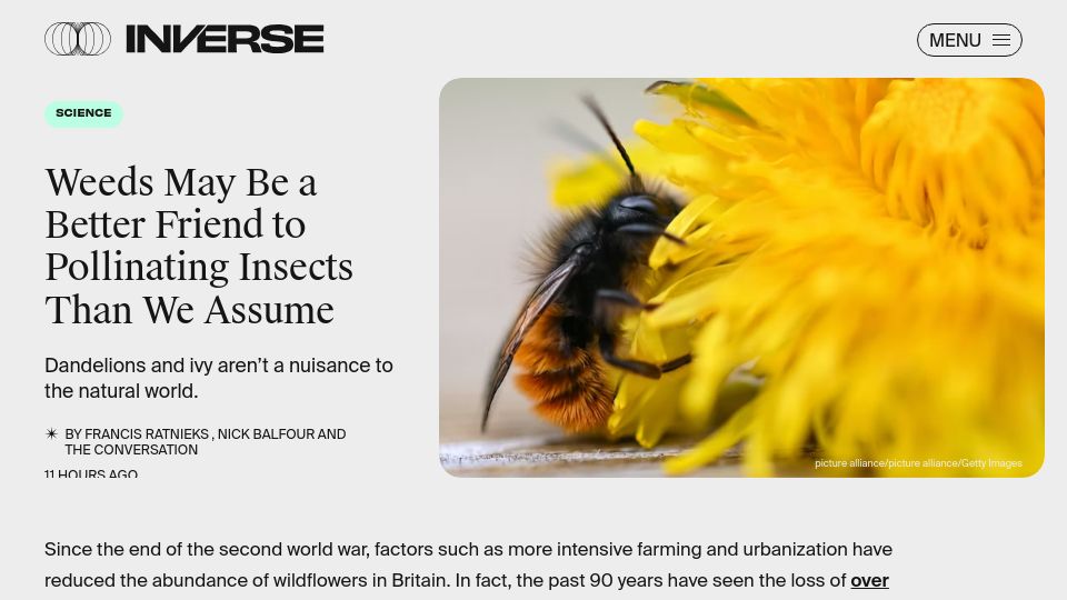 Screenshot of inverse.com: Weeds May Be a Better Friend to Pollinating Insects Than We Assume
