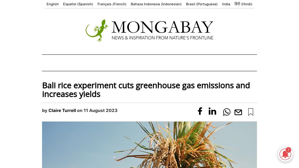 Screenshot of news.mongabay.com: Bali rice experiment cuts greenhouse gas emissions and increases yields