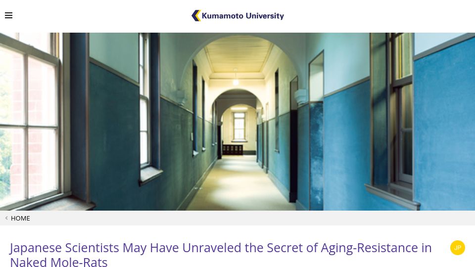 Screenshot of ewww.kumamoto-u.ac.jp: Scientists May Have Unraveled the Secret of Aging-Resistance in Naked Mole-Rats