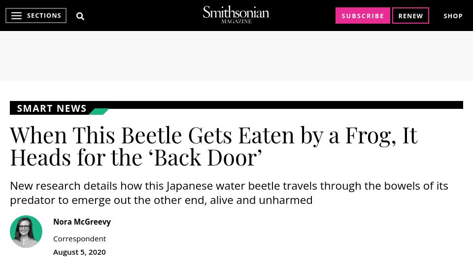 Screenshot of smithsonianmag.com: A beetle that heads for the ‘back door’ when eaten by a frog (2020)