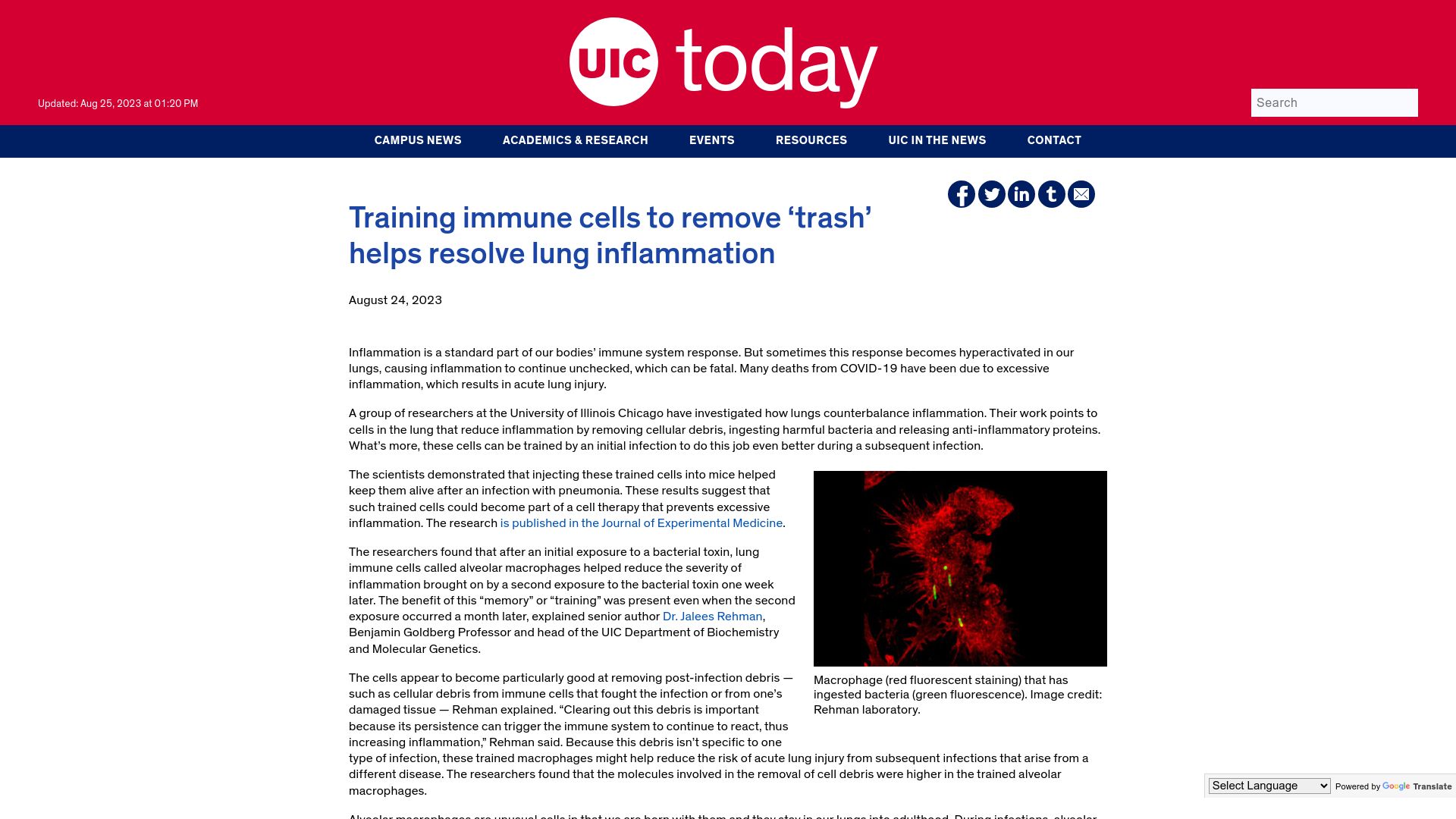 Screenshot of today.uic.edu: Training immune cells to remove ‘trash’ helps resolve lung inflammation