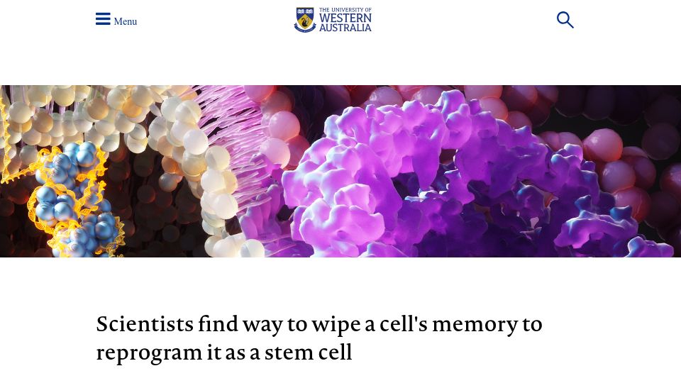 Screenshot of uwa.edu.au: A new method to reprogram human cells to better mimic embryonic stem cells
