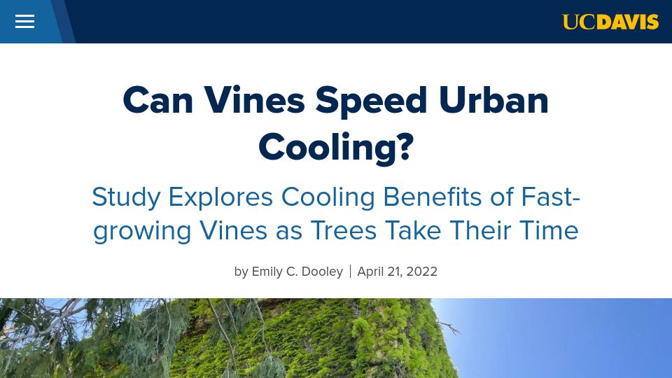 Screenshot of ucdavis.edu: Can Vines Speed Urban Cooling? – UC Davis
