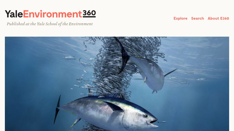 Screenshot of e360.yale.edu: As ocean oxygen levels dip, fish face an uncertain future