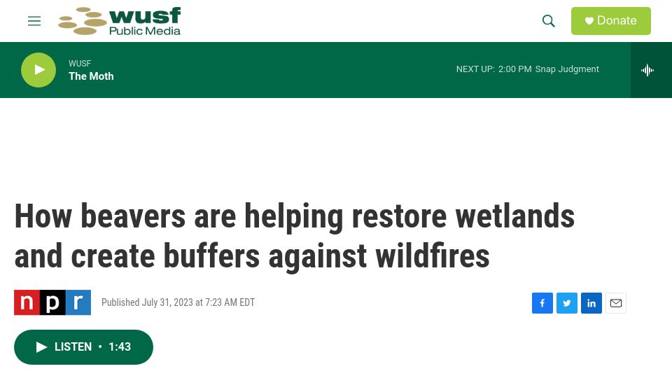 Screenshot of wusfnews.wusf.usf.edu: Beavers are helping restore wetlands and create buffers against wildfires