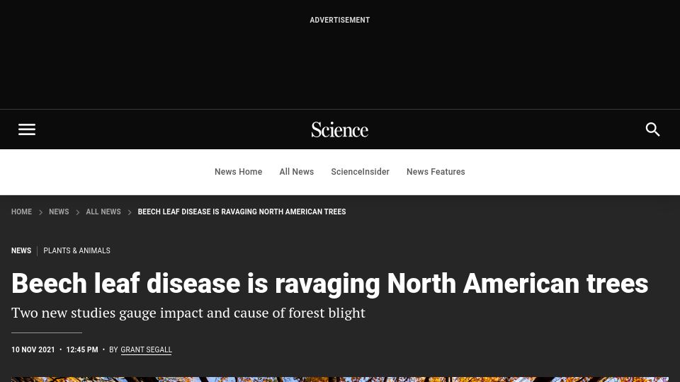 Screenshot of science.org: New studies gauge impact and cause of beech leaf disease