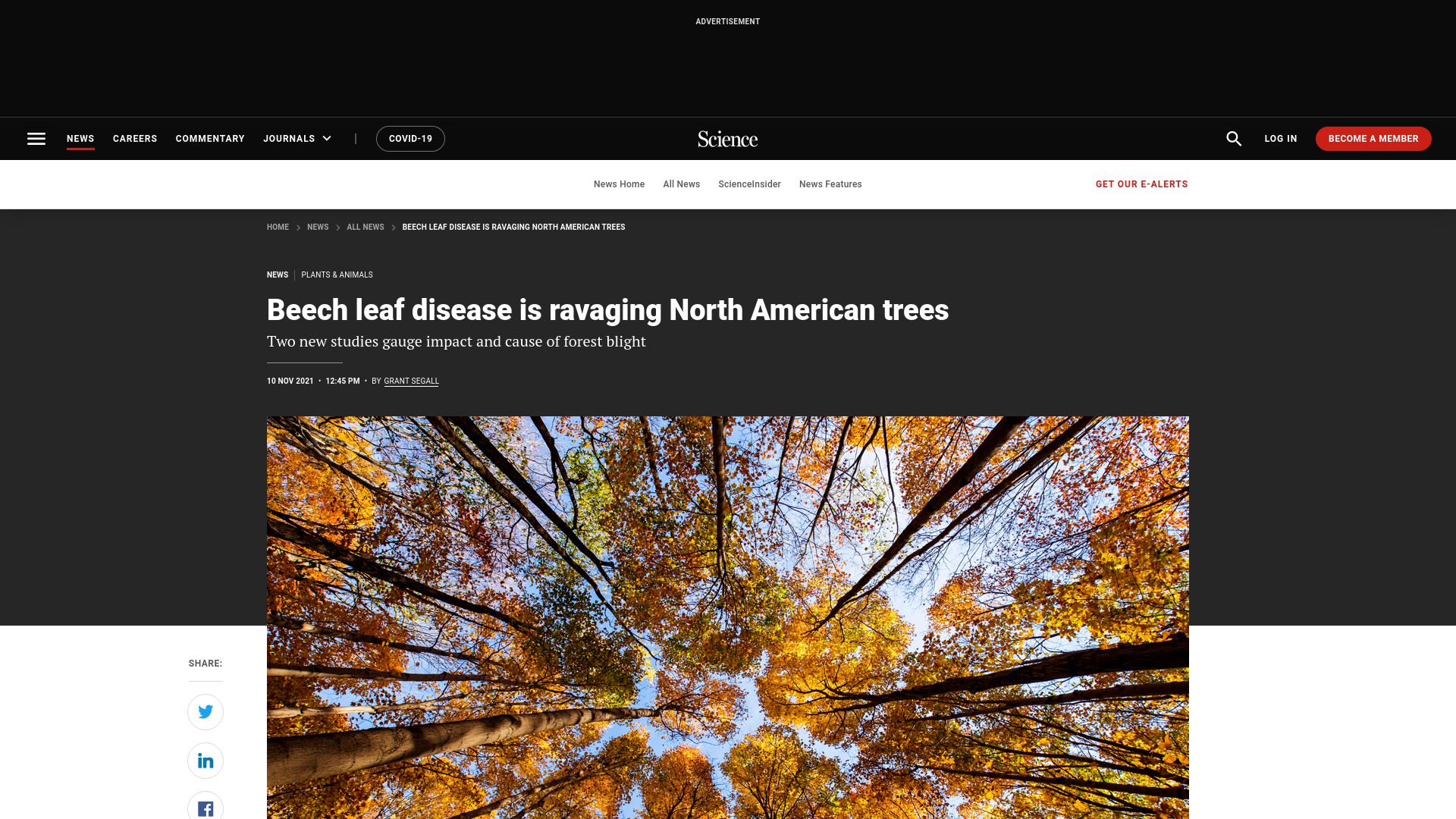 Screenshot of science.org: New studies gauge impact and cause of beech leaf disease