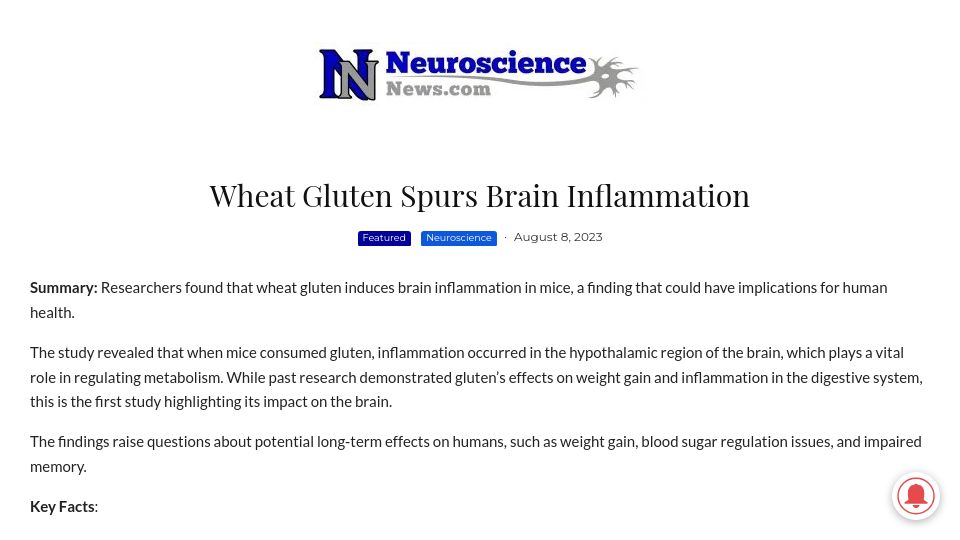 Screenshot of neurosciencenews.com: Wheat gluten spurs brain inflammation in mice