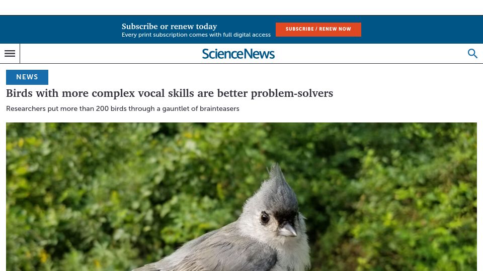 Screenshot of sciencenews.org: Birds with more complex vocal skills are better problem-solvers