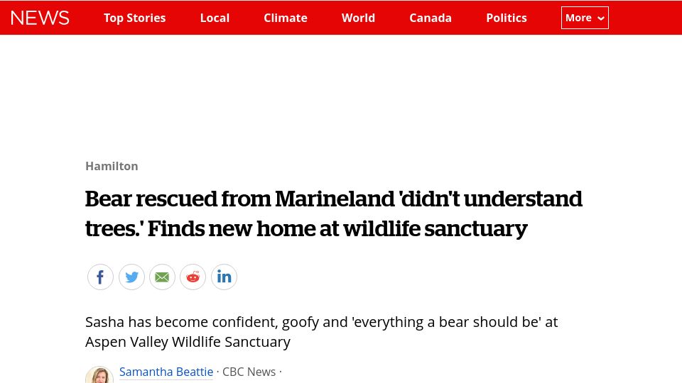 Screenshot of cbc.ca: Bear rescued from theme park 'didn't understand trees,' relocated to sanctuary