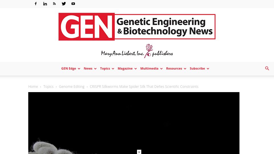 Screenshot of genengnews.com: CRISPR silkworms make spider silk that defies constraints