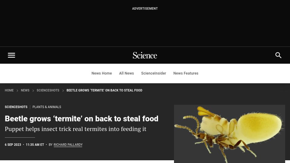 Screenshot of science.org: Beetle grows ‘termite’ on back to steal food