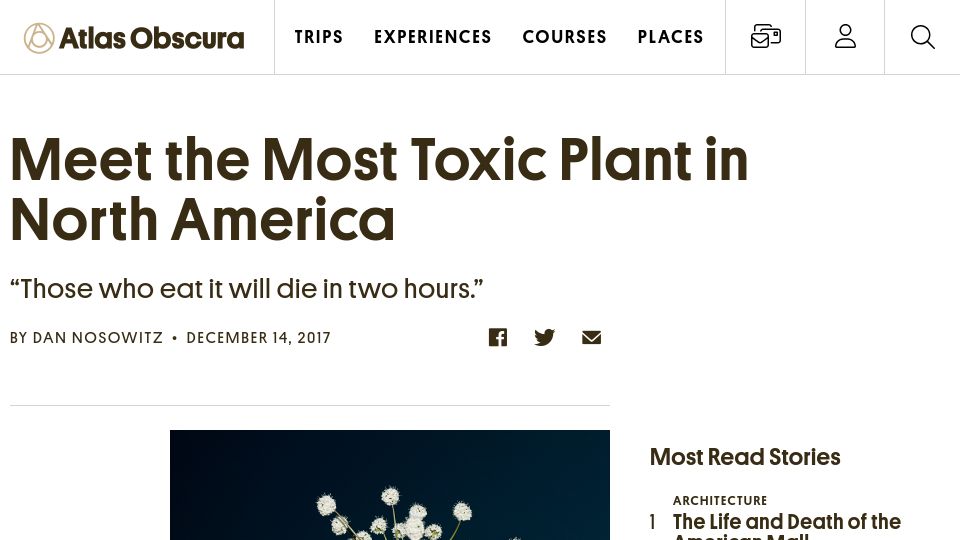 Screenshot of atlasobscura.com: Spotted water hemlock: the most toxic plant in North America (2017)