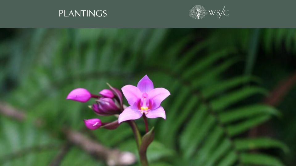 Screenshot of worldsensorium.com: Why is everything an orchid?