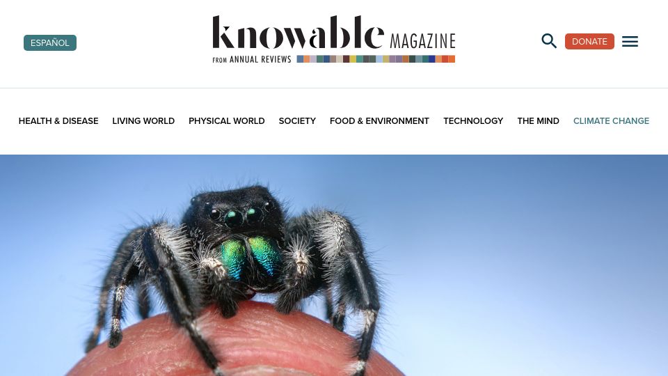Screenshot of knowablemagazine.org: Researchers find signs of intelligence among jumping spiders