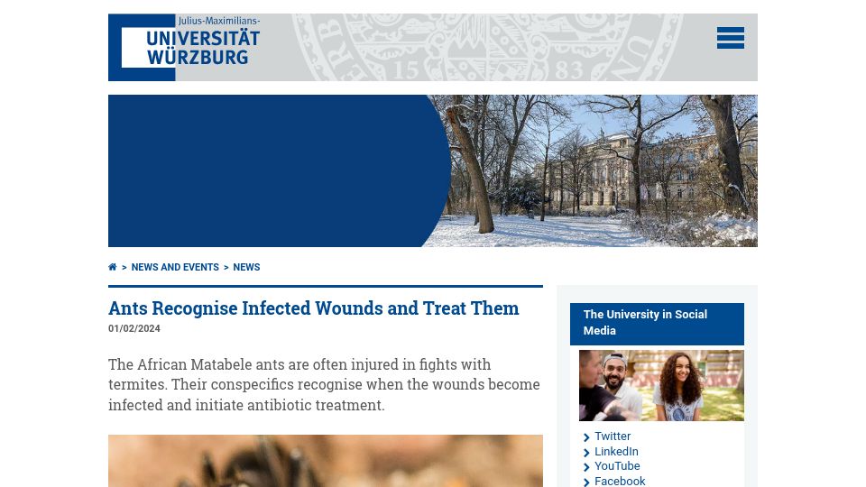 Screenshot of uni-wuerzburg.de: Ants recognise infected wounds and treat them with antibiotics