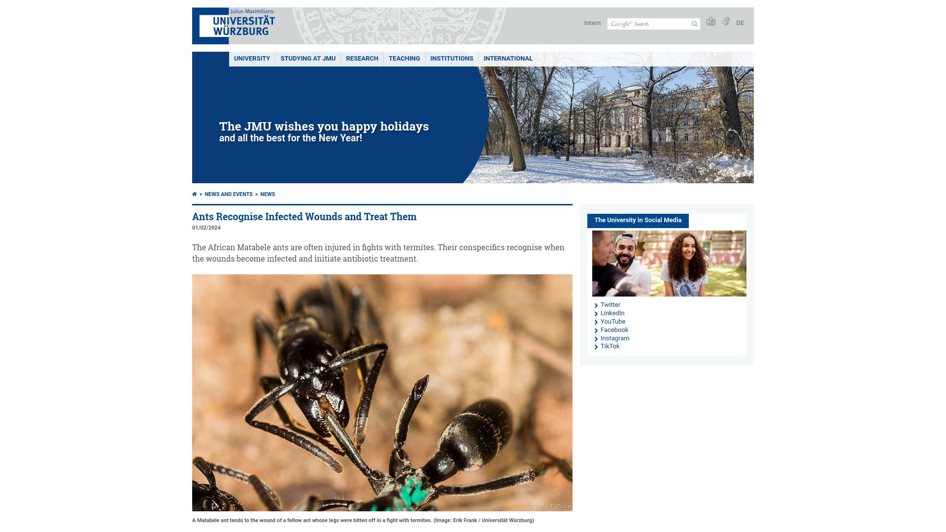 Screenshot of uni-wuerzburg.de: Ants recognise infected wounds and treat them with antibiotics