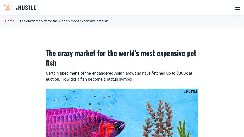 Screenshot of thehustle.co: Asian Arowana: The most expensive pet fish