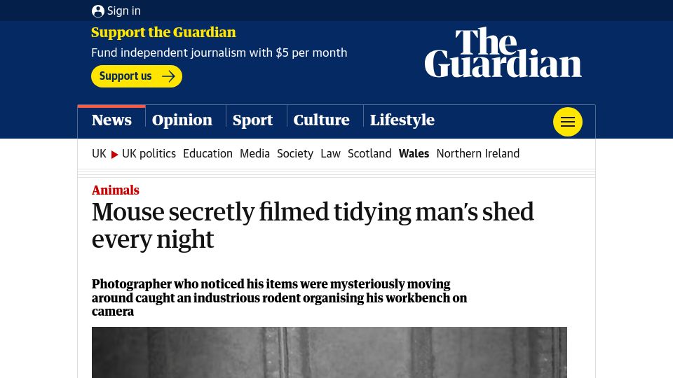 Screenshot of theguardian.com: Mouse filmed tidying man's shed every night