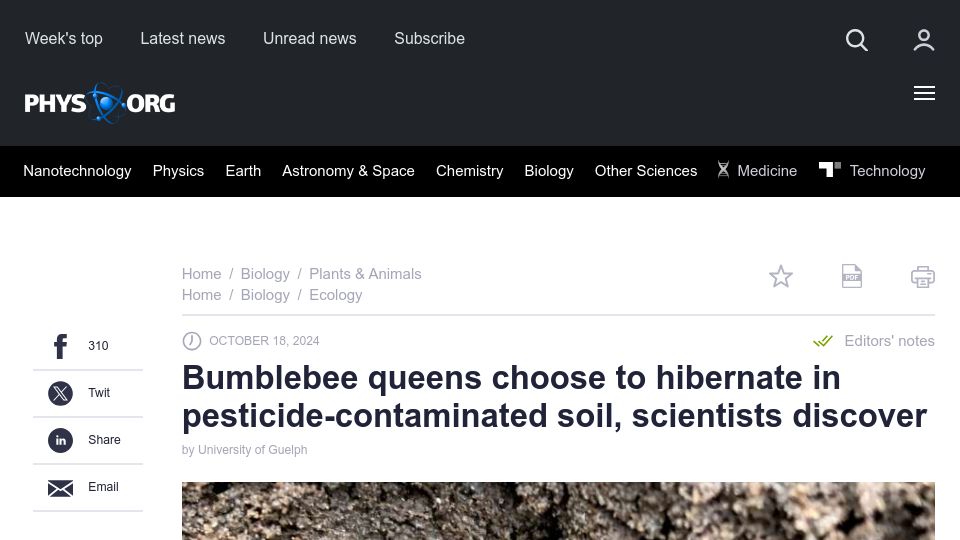 Screenshot of phys.org: Bumblebee queens choose to hibernate in pesticide-contaminated soil