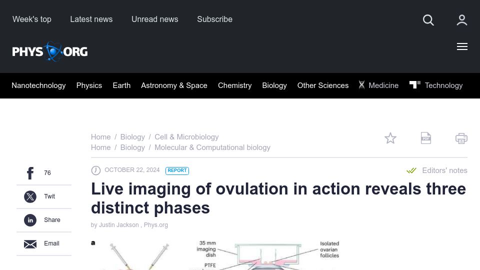 Screenshot of phys.org: Live imaging of ovulation in action reveals three distinct phases in mice