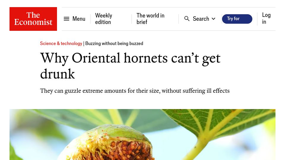 Screenshot of economist.com: Oriental hornets can't get drunk