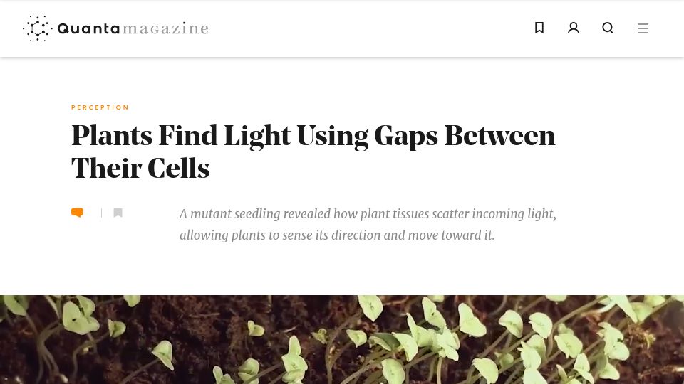 Screenshot of quantamagazine.org: Plants find light using gaps between their cells