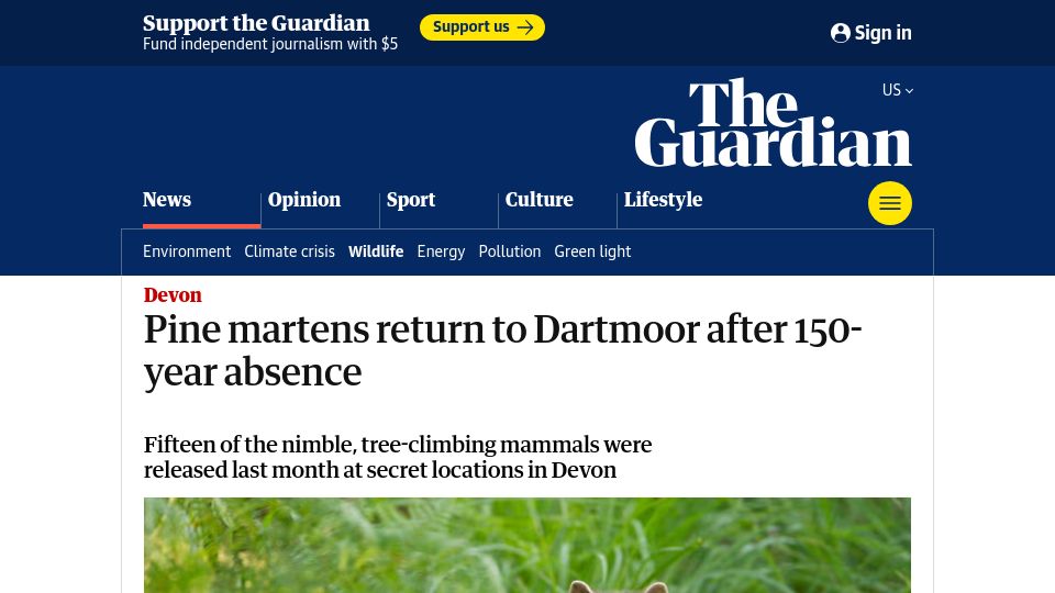Screenshot of theguardian.com: Pine martens return to Dartmoor after 150-year absence