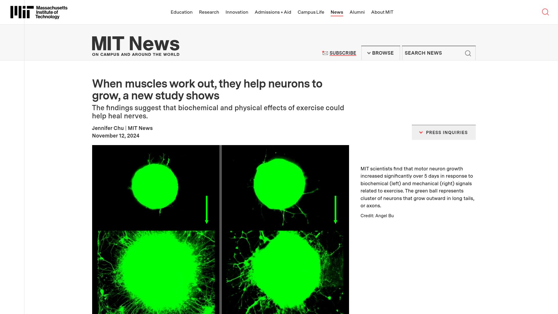 Screenshot of news.mit.edu: When muscles work out, they help neurons to grow, a new study shows