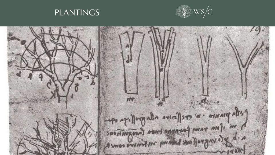 Screenshot of worldsensorium.com: Branching Beyond Leonardo: The Evolution of Tree Architecture Theory