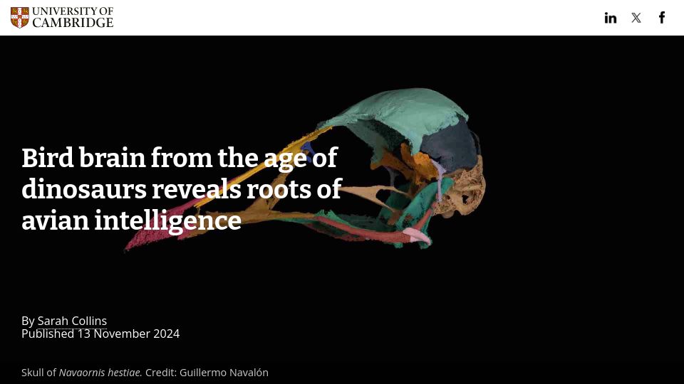 Screenshot of cam.ac.uk: Bird brain from the age of dinosaurs reveals roots of avian intelligence