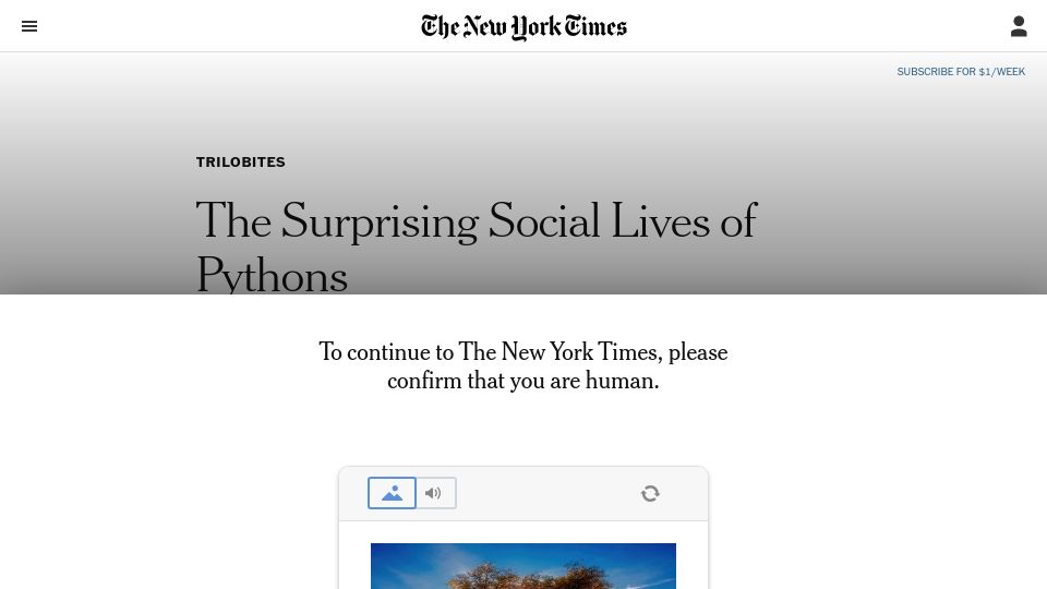 Screenshot of nytimes.com: The Surprising Social Lives of Pythons