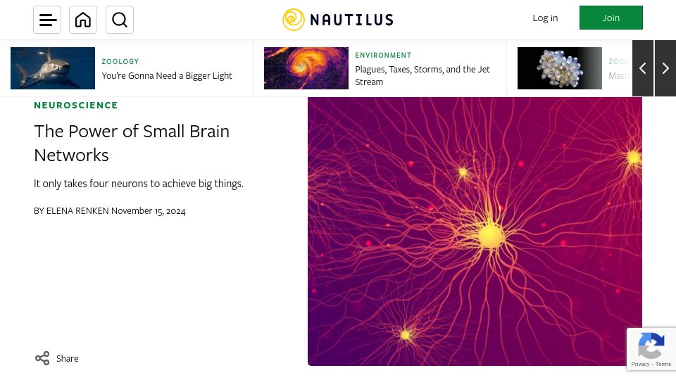 Screenshot of nautil.us: The Power of Small Brain Networks