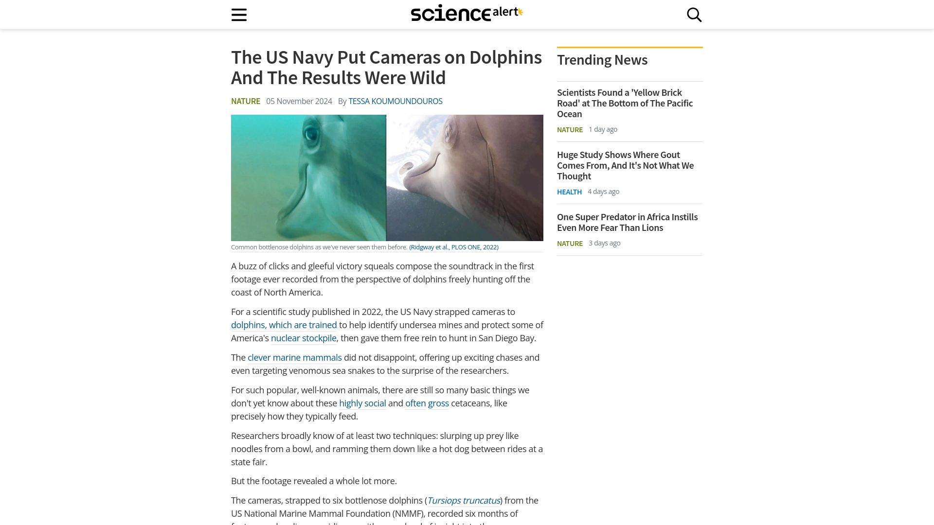 Screenshot of sciencealert.com: The US Navy Put Cameras on Dolphins and the Results Were Wild
