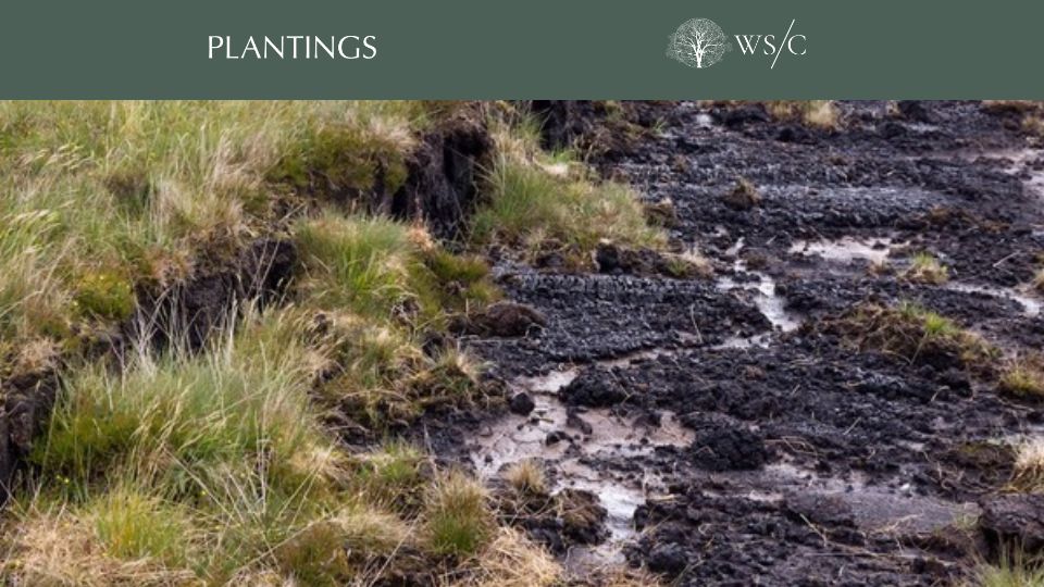Screenshot of worldsensorium.com: Turning bogs from wastelands to nature-scapes