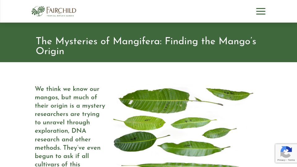 Screenshot of fairchildgarden.org: Finding the Mango's Origin (2017)