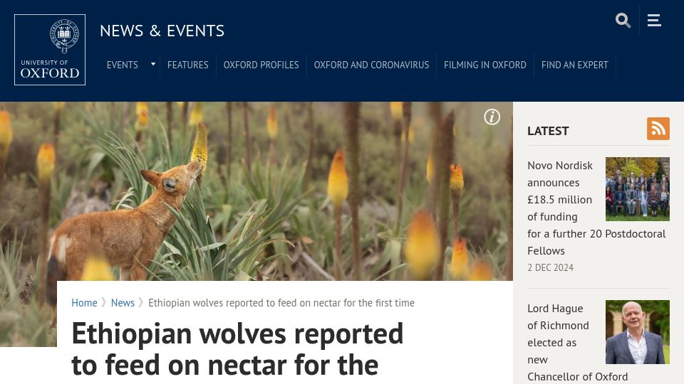 Screenshot of ox.ac.uk: Ethiopian wolves reported to feed on nectar