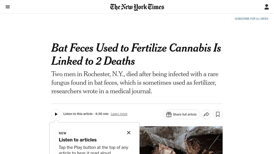 Screenshot of nytimes.com: Bat Feces Used to Fertilize Cannabis Is Linked to 2 Deaths