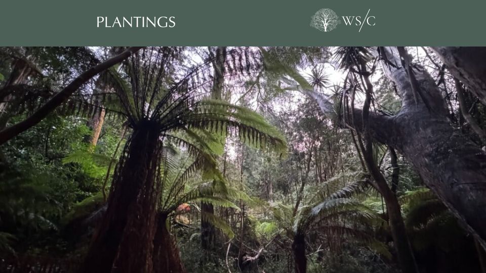 Screenshot of worldsensorium.com: When Two Hemispheres Collide: Where to Now for Rewilding in Ireland?