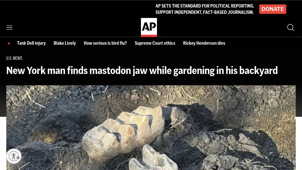 Screenshot of apnews.com: New York man finds Mastodon jaw while gardening in his backyard