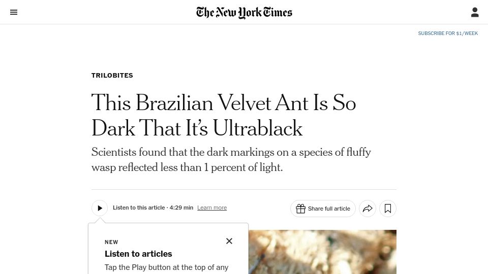 Screenshot of nytimes.com: Brazilian velvet ant is ultrablack