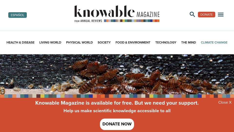 Screenshot of knowablemagazine.org: Getting rid of bed bugs: trickier than ever