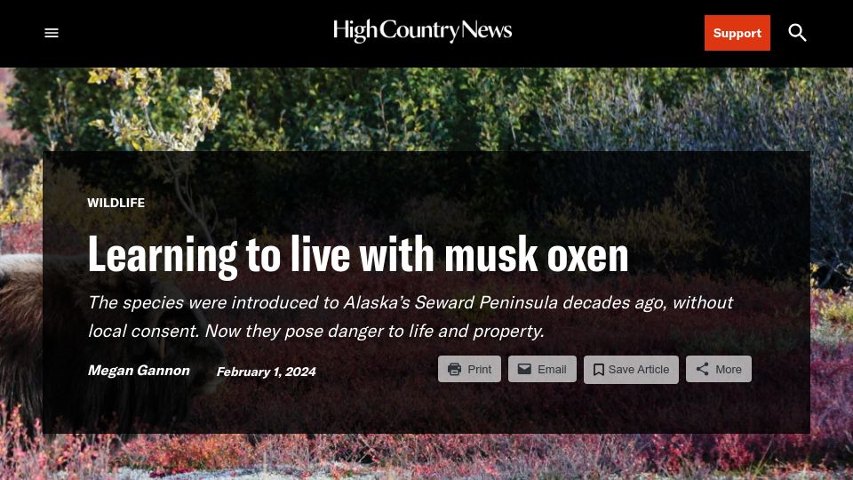 Screenshot of hcn.org: Learning to live with musk oxen