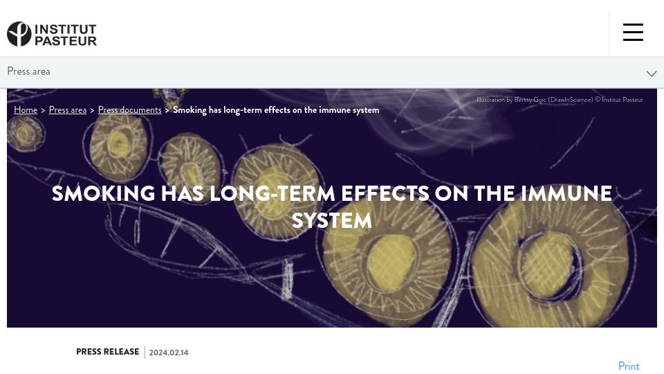 Screenshot of pasteur.fr: Smoking has long-term effects on the immune system