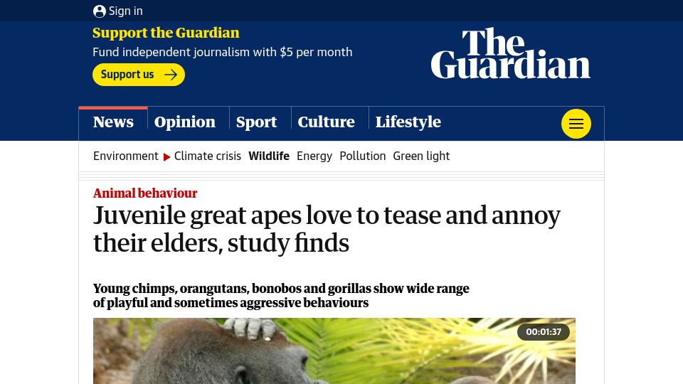 Screenshot of theguardian.com: Juvenile great apes love to tease and annoy their elders, study finds