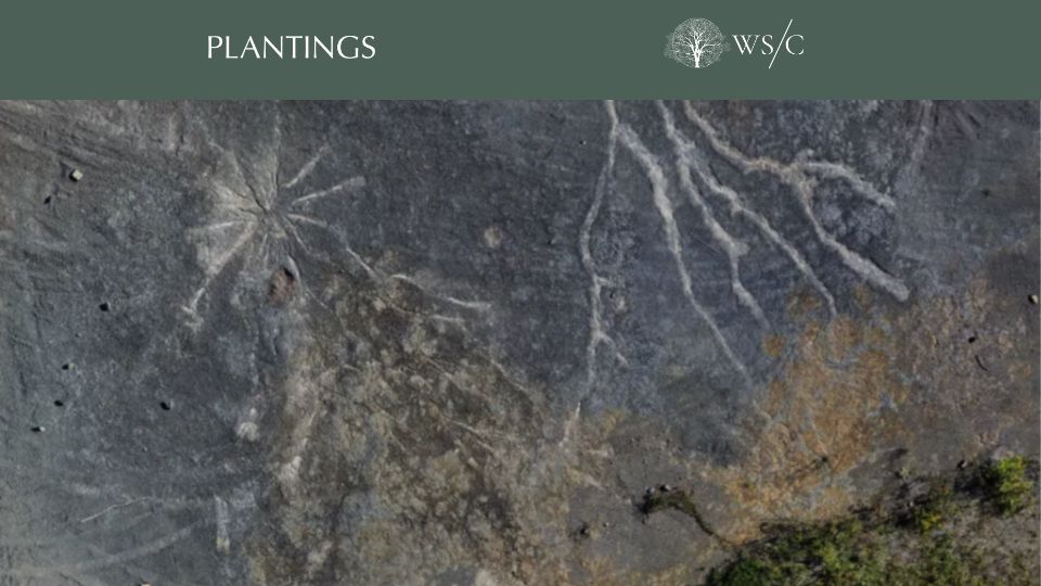 Screenshot of worldsensorium.com: Unearthing the Oldest Forest on Earth