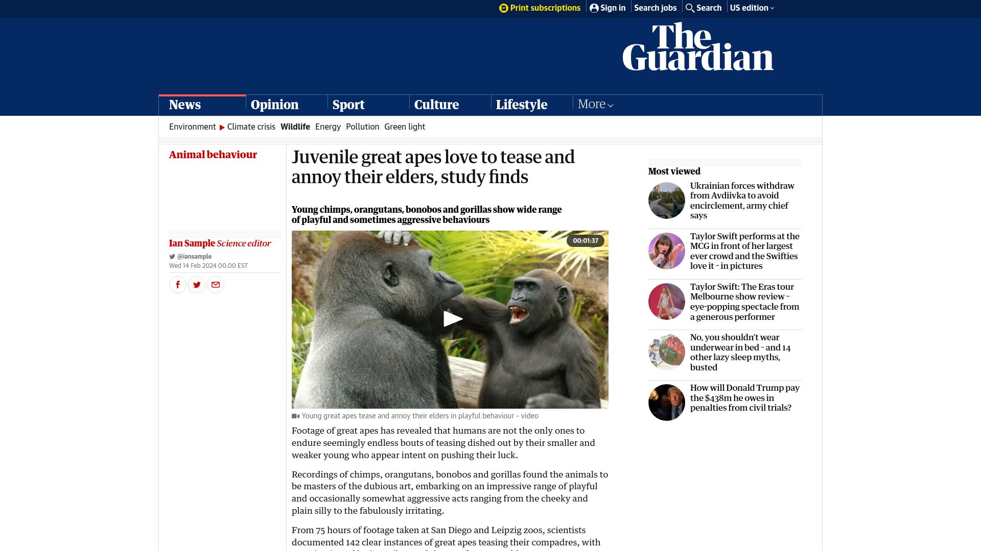 Screenshot of theguardian.com: Juvenile great apes love to tease and annoy their elders, study finds