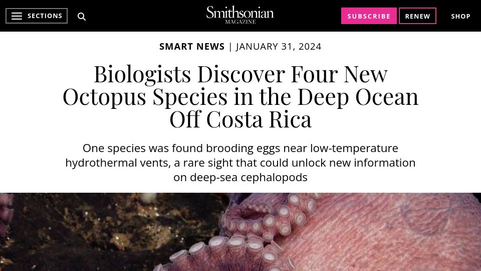 Screenshot of smithsonianmag.com: Biologists discover four new octopus species