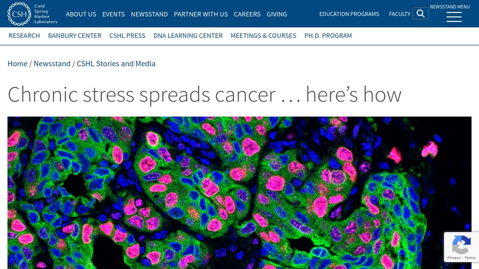 Screenshot of cshl.edu: Chronic stress spreads cancer